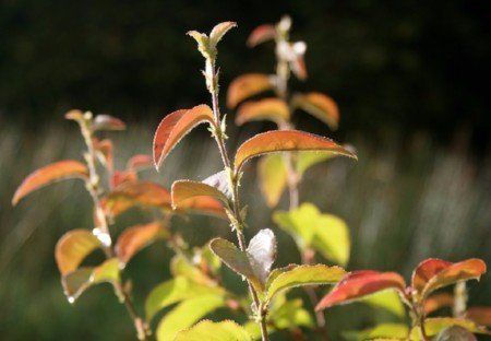 Chinese quince
