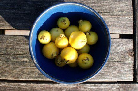 Yellow strawberry guavas Yellow strawberry guavas