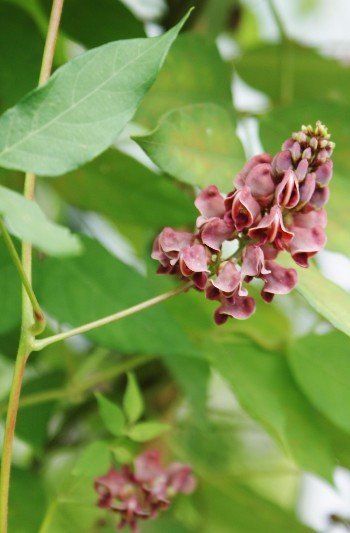 Cinnamon vine