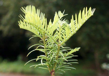 Chinese plum yew (Cephalotaxus fortunei) Chinese plum yew