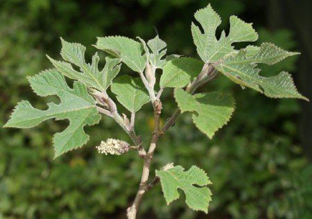 Paper mulberry