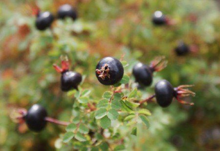 Burnet rosehips