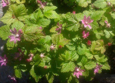 Image coming soon Berries