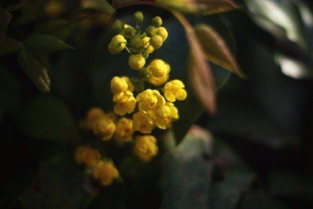 Oregon grape blossom