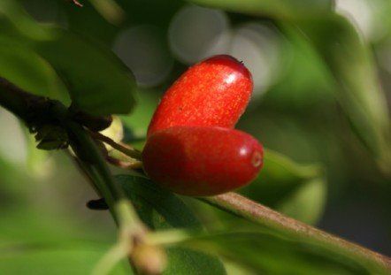 Cornelian cherries (Cornus mas)