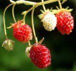 Scarlet strawberries Scarlet strawberries