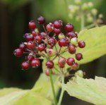 Spikenard
