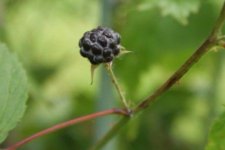 Rubus occidentalis Black raspberry
