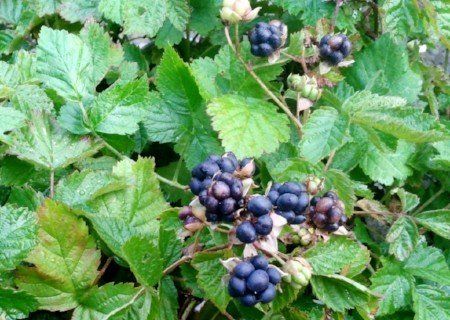 Native dewberry (Rubus caesius) Dewberries