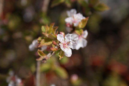 Nanking cherry blossom