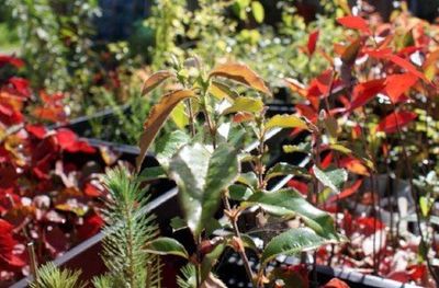 Some of our stock in their autumn glory. Stock plants