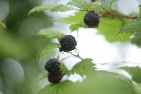 Rubus leucodermis Blackcap