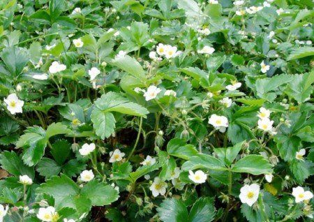 Green strawberry flowers