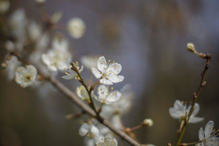 Myrobalan blossom