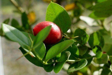 Natal plum Natal plum
