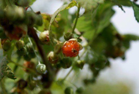 Silver-stemmed bramble