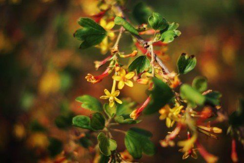 Golden currant blossom