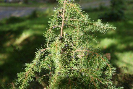 Juniper