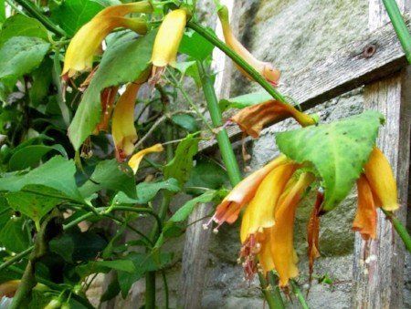 Umbinza