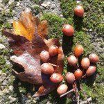 Wild service berries