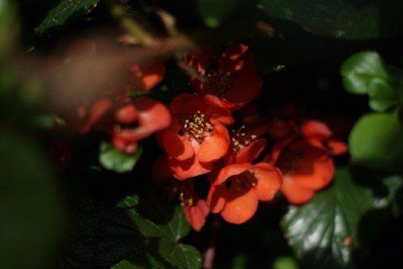 Japanese quince Japanese quince