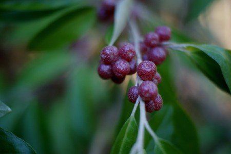 Autumn olive, Elaeagnus umbellata