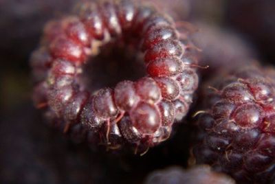 Blackcap (Rubus leucodermis) Blackcap (Rubus leucodermis)