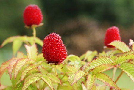 Balloon berries
