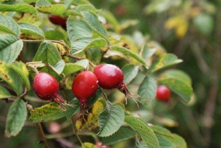 R. pomifera Apple rose hips