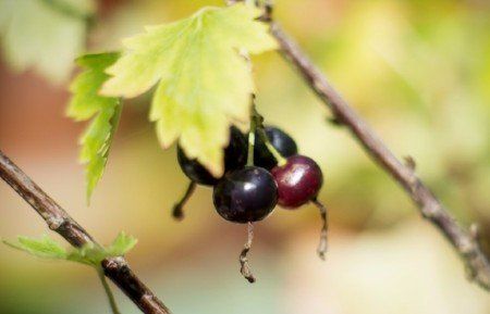 Golden currants