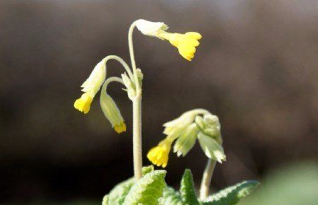 Cowslip