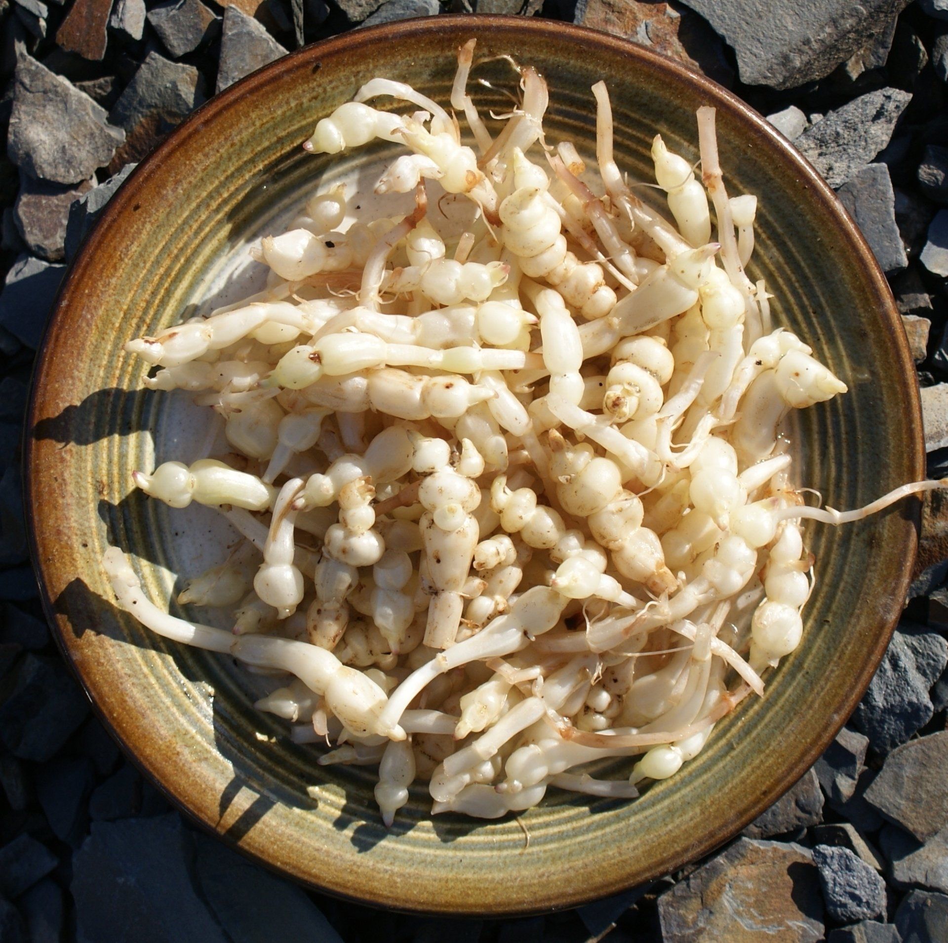 Chinese artichoke