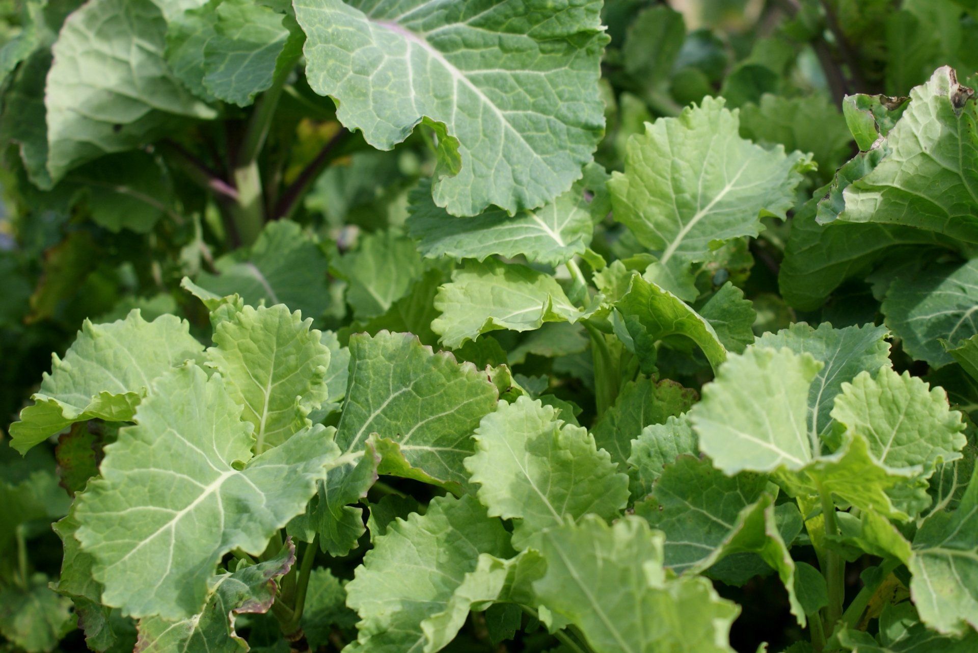 Perennial kale