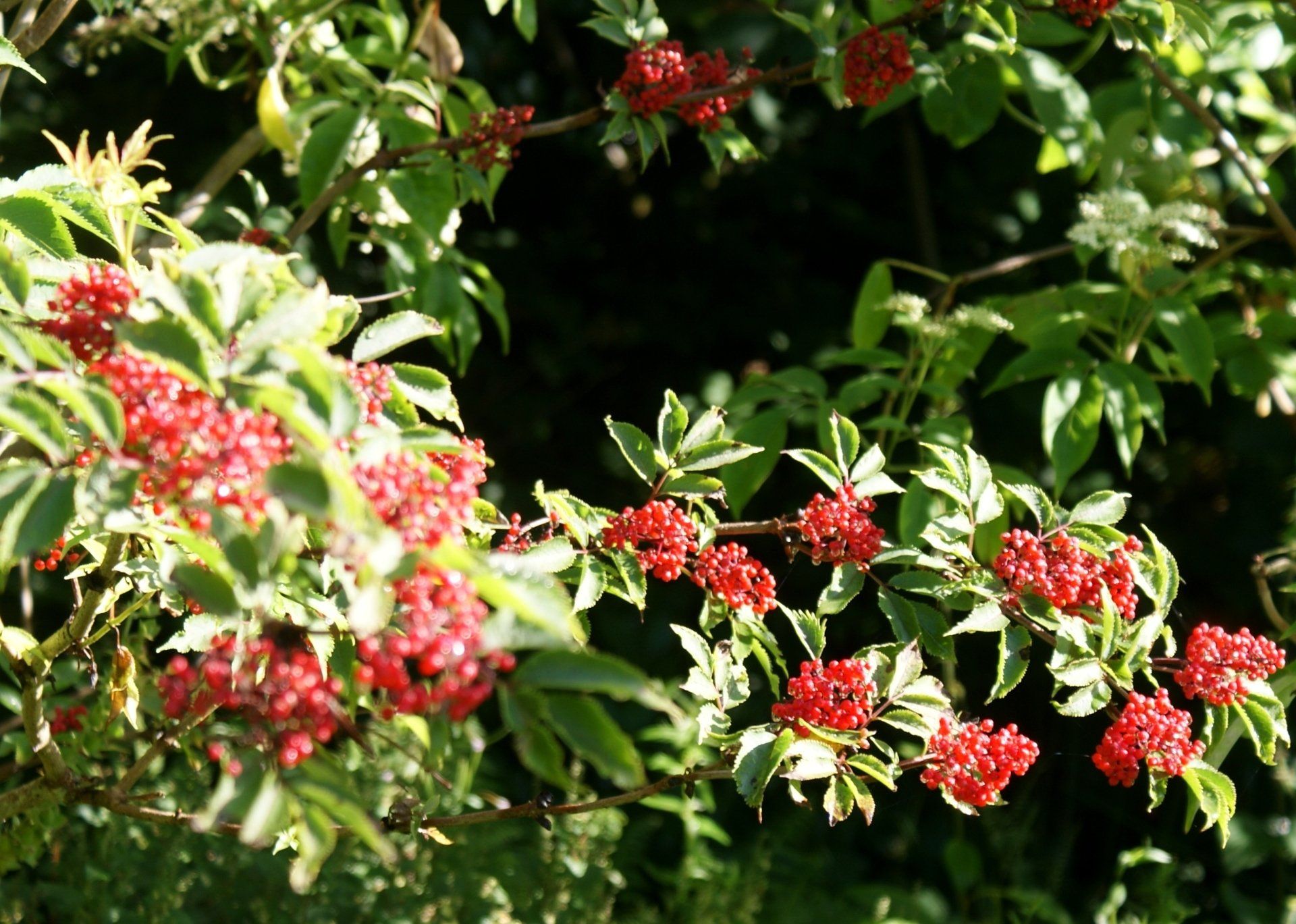 Red-berried elder
