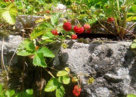 Native strawberries