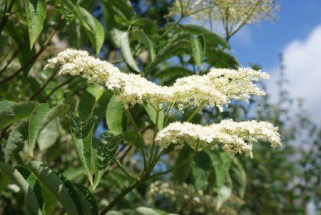 Sambucus canadensis American elder blossom