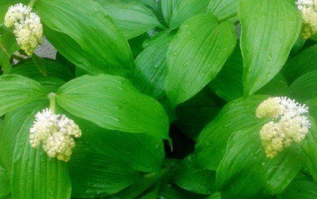 Treacle berry (Smilacina racemosa) Treacle berry (Smilacina racemosa)