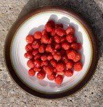 Wild native strawberries Wild native strawberries