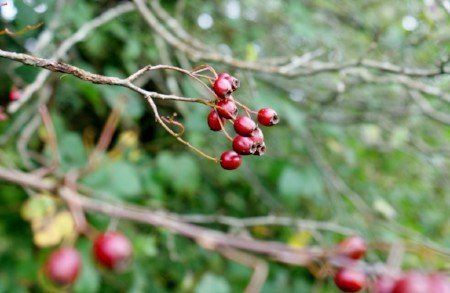 Rowan