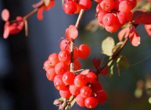 Salmon barberry (Berberis aggregata) Salmon barberry