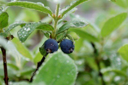 Blue honeysuckle berries