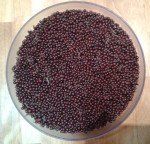 Sambucus canadensis American elderberries