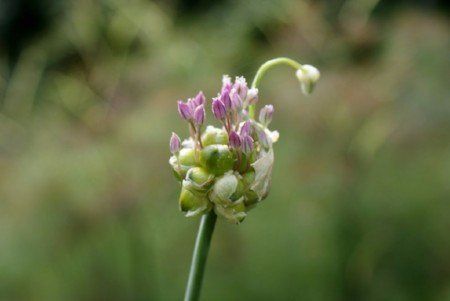 Babbington leek