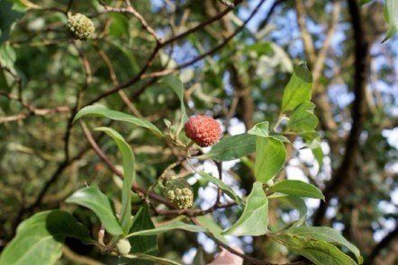 Evergreen dogwood, Cornus capitata