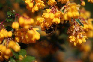 Darwins barberry (Berberis darwinii) Darwins barberry