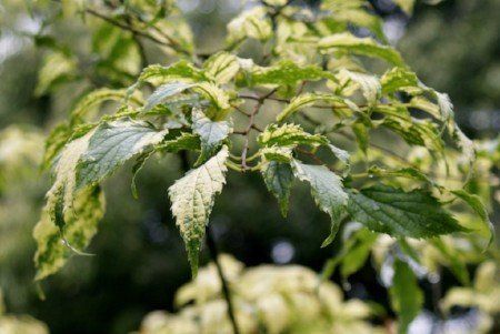 Celtis australis