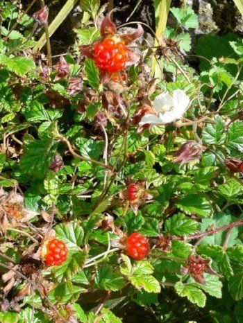 Himalayan creeping bramble