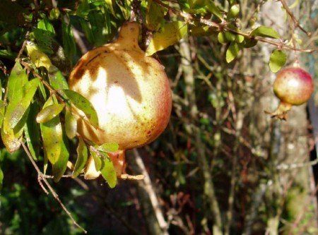 Pomegranate