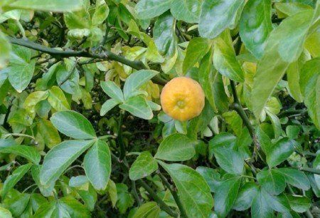Hardy citrus