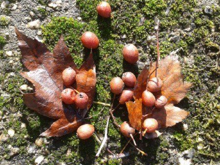 Wild Service berries (Sorbus torminalis)